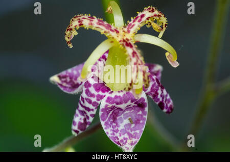 Toad lily Stock Photo