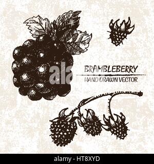 Digital vector detailed brambleberry hand drawn retro illustration collection set. Thin artistic linear pencil outline. Vintage ink flat style, engrav Stock Vector