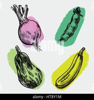 Digital vector detailed color cabbage, peas and beet hand drawn retro illustration collection set. Thin artistic linear pencil outline. Vintage ink fl Stock Vector