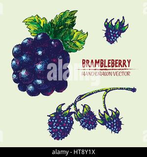 Digital vector detailed color brambleberry hand drawn retro illustration collection set. Thin artistic linear pencil outline. Vintage ink flat style,  Stock Vector