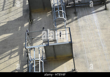 Three pigeons perched on a wall mounted stair Stock Photo