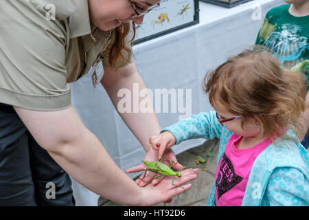 Preschool girl touching a Malaysian jungle nymph (Heteropteryx dilatata) held by a nature interpreter at the Cambridge Butterfly Conservatory, in Onta Stock Photo