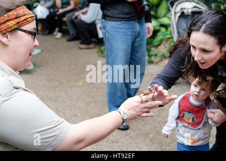 A mother shows to an infant child a thorny devil stick insect (Eurycantha calcarata) held by a nature interpreter at Cambridge Butterfly Conservatory. Stock Photo