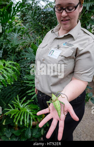 A nature interpreter holds on her hand a Malaysian Jungle Nymph (Heteropteryx dilatata) insect at the Cambridge Butterfly Conservatory, Ontario, Canad Stock Photo