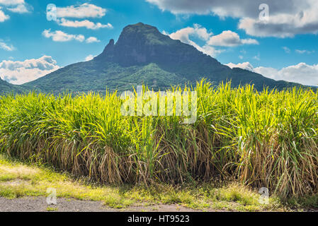 Sugar cane plantations on the island of Mauritius Stock Photo