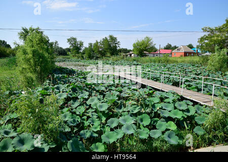 Pond with lotuses. Lotuses in the growing season. Decorative plants in the pond. Stock Photo