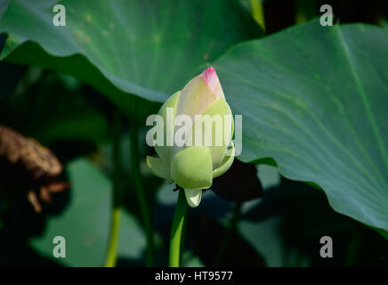 Pond with lotuses. Lotuses in the growing season. Decorative plants in the pond. Stock Photo