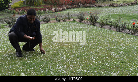 Lahore, Pakistan. 08th Mar, 2017. Pakistani employee of local restaurant collecting hail from garden. Rain and hail poured down in Lahore and turned the weather cold. Credit: Rana Sajid Hussain/Pacific Press/Alamy Live News Stock Photo