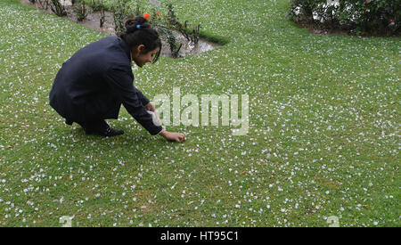 Lahore, Pakistan. 08th Mar, 2017. Pakistani employee of local restaurant collecting hail from garden. Rain and hail poured down in Lahore and turned the weather cold. Credit: Rana Sajid Hussain/Pacific Press/Alamy Live News Stock Photo