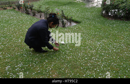 Lahore, Pakistan. 08th Mar, 2017. Pakistani employee of local restaurant collecting hail from garden. Rain and hail poured down in Lahore and turned the weather cold. Credit: Rana Sajid Hussain/Pacific Press/Alamy Live News Stock Photo