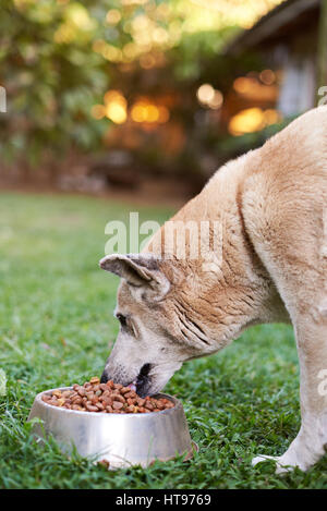 Brown shepherd eating in metal bowl outside on green grass blurred background Stock Photo