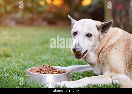 Brown shepherd closeup eating from metal bowl on blur outside background Stock Photo