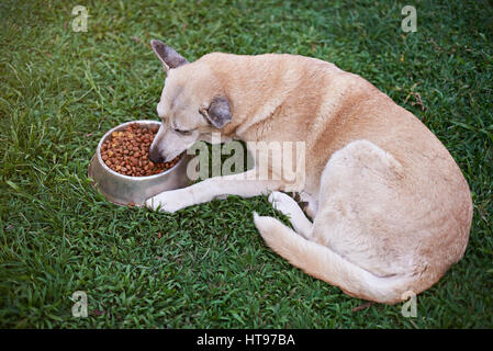 One brown dog eat in yard food from metal bowl. Dog laying and eating on green park grass Stock Photo