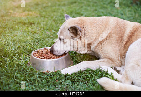 German shepherd eating from metal bowl outside on green grass blurred background Stock Photo