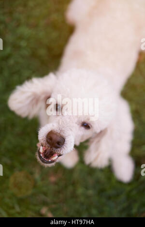 Mouth of barking white poodle standing on green grass. Angry bark white poodle Stock Photo