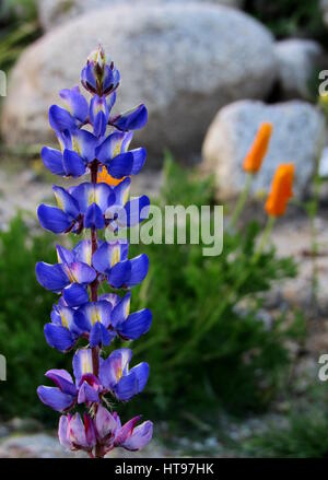 Desert Lupine blue purple flowers standing tall and portrait in foreground with rocks and orange poppies in the background Stock Photo