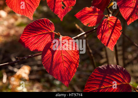 Basswood (Tilia americana) leaves glow bright red as they are backlit by the sun in Algonquin Provincial Park, Ontario, Canada. Stock Photo