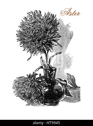 Vintage engraving of beautiful aster flowers in vase. Stock Photo