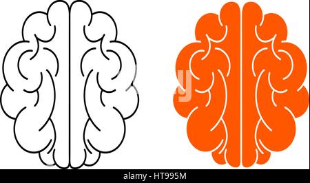 Vector outline illustration of human brain on white background Stock Vector
