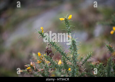 Yellow flowers on a gorse bush. An old saying goes: 'When gorse is out of bloom, kissing is out of season' Stock Photo