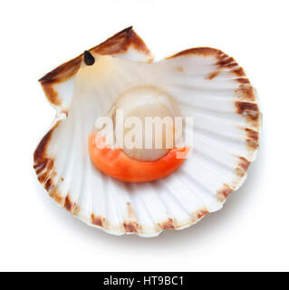 Raw scallop isolated on white background Stock Photo