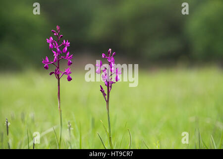 Loose-flowered orchid Orchis laxiflora Corsica France Stock Photo