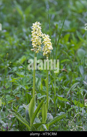 Pale-flowered orchid Orchis pallens Vercors National Park France Stock Photo
