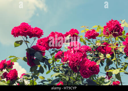 beautiful bush of red roses, colorised image Stock Photo