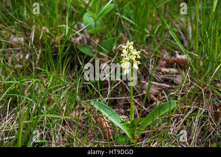 Pale-flowered orchid Orchis pallens Vercors Regional Natural Park France Stock Photo