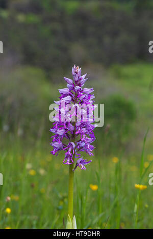 Military orchid Orchis militaris Vercors Regional Nature Park France Stock Photo