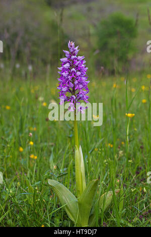 Military orchid Orchis militaris Vercors Regional Nature Park France Stock Photo
