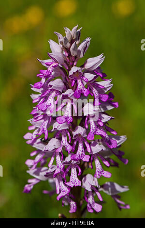 Military orchid Orchis militaris close-up of flower head Vercors Regional Natural Park Vercors France Stock Photo