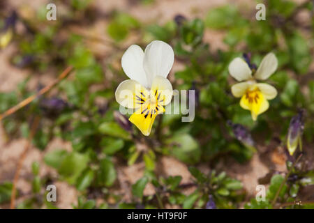 Dwarf pansy Viola kitaibeliana in dune slack Aberffraw Dunes SSSI Anglesey Wales UK June 2016 Stock Photo