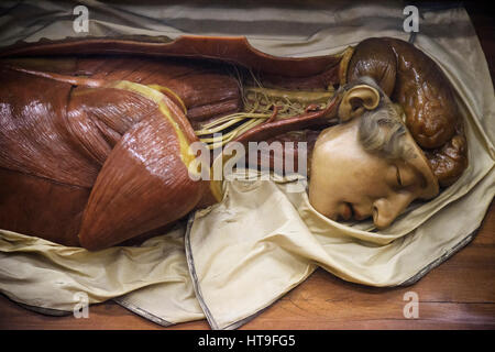 Florence. Italy. Collection of 18th century wax anatomical models at La Specola, Museum of Zoology and Natural History. Stock Photo