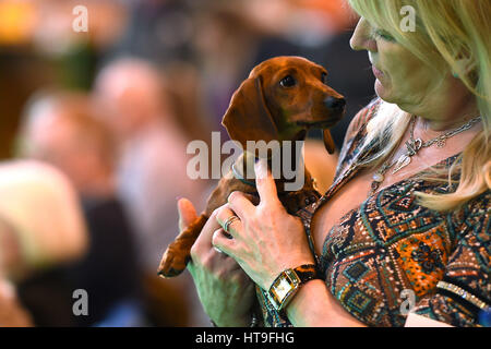 A smooth haired miniature dachshund during day one of Crufts 2017 at the NEC in Birmingham. Stock Photo