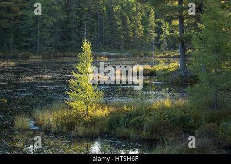Dawn, Wolf Howl Pond, Horizontal,Algonquin Provincial Park, Ontario, Canada Stock Photo