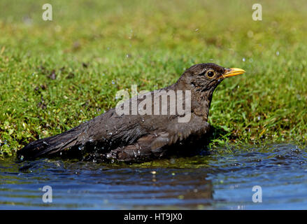 Eurasian Blackbird (Turdus merula merula)  bathing  Eccles-on-sea, Norfolk   April Stock Photo