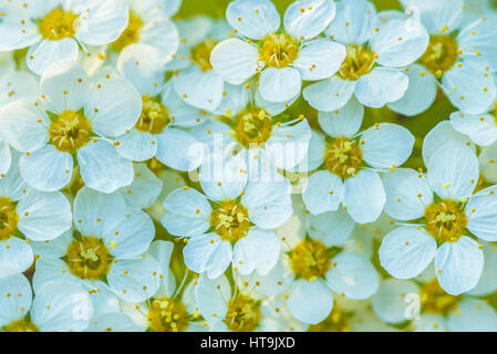 Flowering spirea Vangutta. Stock Photo
