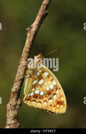 The side view of a rare High Brown Fritillary Butterfly (Argynnis adippe) in golden light, perched on a twig. Stock Photo