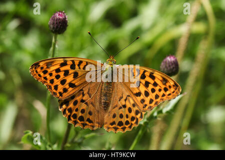 A stunning Silver-washed Fritillary Butterfly (Argynnis paphia) perched and nectaring on thistles. Stock Photo