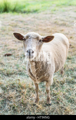 Curious sheep, funny domestic animal Stock Photo