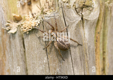 Wolf spider Stock Photo