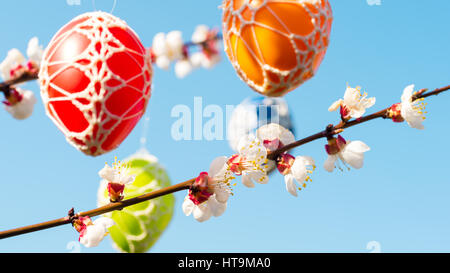 Colorful Easter eggs hanging from a blossoming apple tree Stock Photo