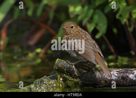 European Robin (Erithacus rubecula) Juvenile perched on log in pond  Eccles-on-sea, Norfolk   July Stock Photo