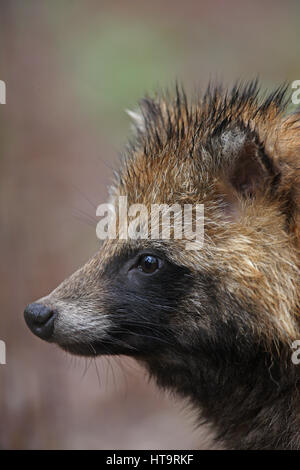 Raccoon-dog (Nyctereutes procyonoides) close up of adult  Beidaihe, Hebei, China      Mayin Stock Photo