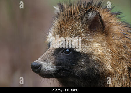 Raccoon-dog (Nyctereutes procyonoides) close up of adult  Beidaihe, Hebei, China      Mayin Stock Photo