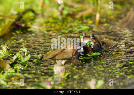 Wild common Frogs (Rana temporaria) surrounded by frog spawn in a pond Stock Photo