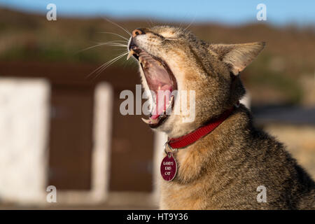 Land's End Cat; Cornwall; UK Stock Photo