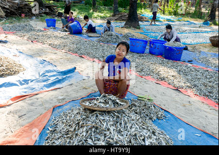 Myanmar (ex Birmanie). Ngapali. Arakan state. Bengal Golf Course. Fisherman village. Women Putting Dried Stock Photo