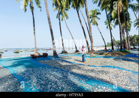 Myanmar (ex Birmanie). Ngapali. Arakan state. Bengal Golf Course. Fisherman village. Women Putting Dried Stock Photo